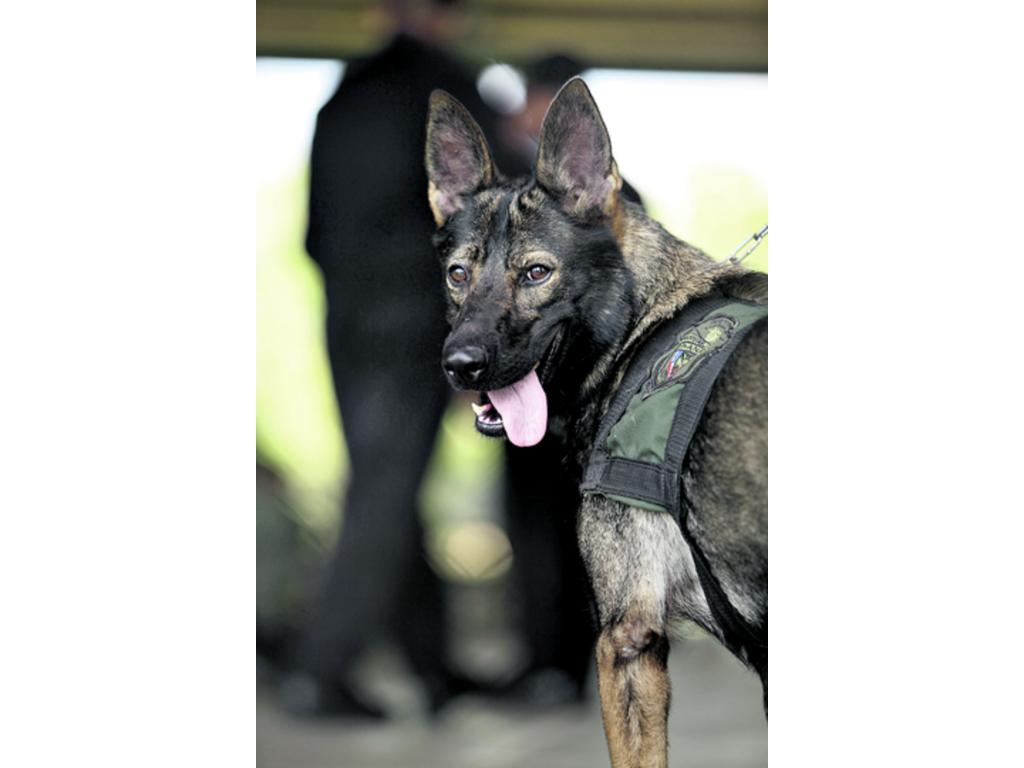 El Olfato Canino El Enemigo Instruido De Los Traficantes Panam Am Rica