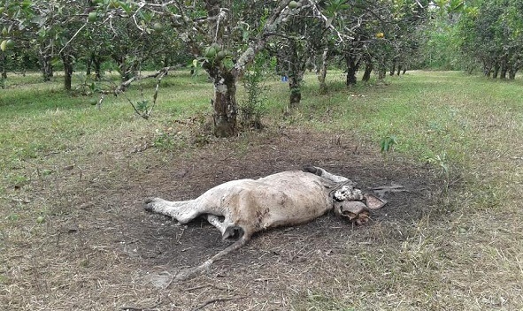 Realizan Inspecci N Para Determinar Causa De Muerte De Reses En Guaca