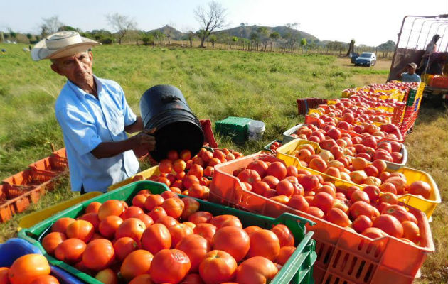 Ptima Producci N De Tomate Industrial En La Provincia De Los Santos