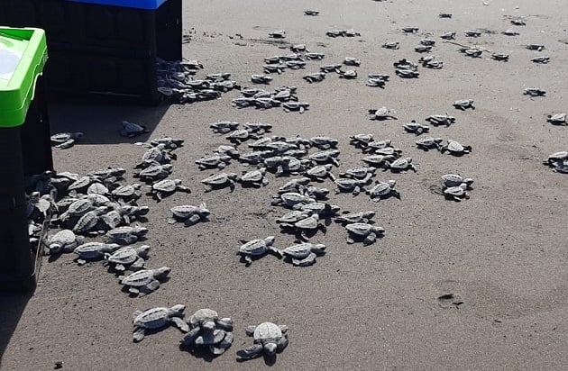 Liberan más de 31 mil neonatos de tortugas en el 2020 en playa La