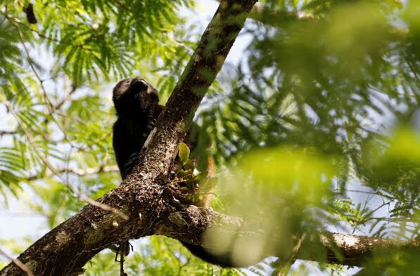 Otra de las fotografías de la muestra 'Miradas a las rutas sostenibles', que inaugurarán en Cuba  MiAMBIENTE y la Embajada de Panamá en Cuba el jueves 27 de junio. Foto: Cortesía MiAMBIENTE.