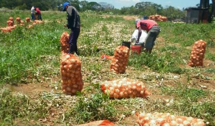 Actualmente, solo 267 productores se dedican a sembrar cebolla en todo el país. /Foto Archivo