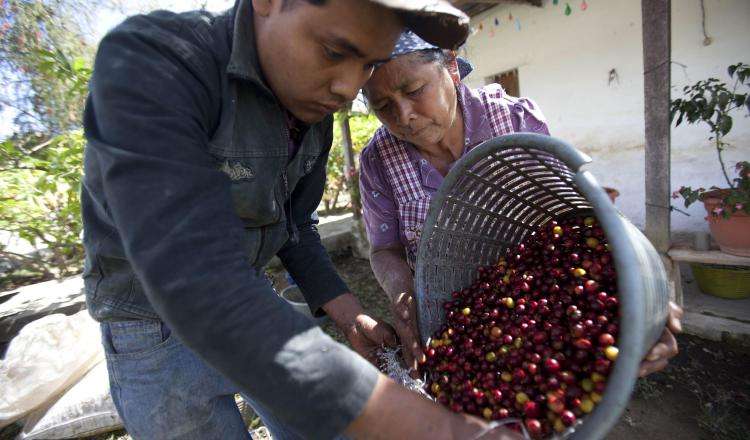 El café tiene imagen de ser pionero en agricultura sostenible, pero falla en la cadena de valor que no es  viable en lo social. /Foto EFE