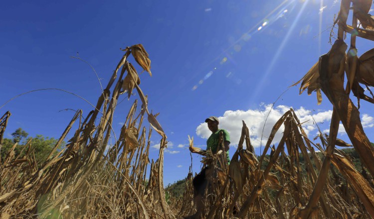 México busca producir 75% de lo que se consume. EFE