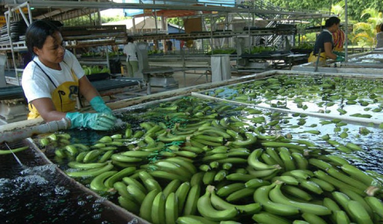 Ecuador figura en la lista de los cinco primeros productores de banano y es el primer exportador de la fruta a nivel mundial. EFE