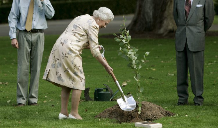 La reina Isabel II  planta un eucalipto. 