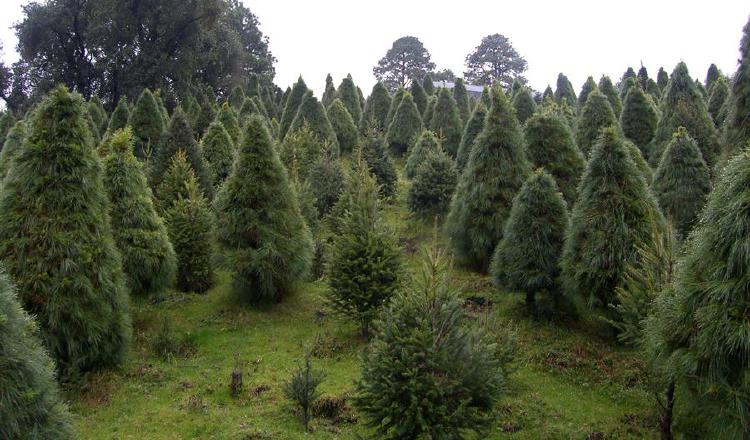 En 2018, se revisaron 651 mil árboles de Navidad, de los que 7,600 fueron devueltos a su país de origen, debido a que portaban plagas.