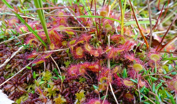 Estas exóticas especies crecen humedales y sabanas naturales.