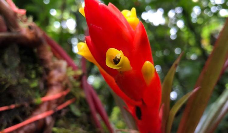 Las bromelias serían buenos indicadores del cambio climático en Panamá.