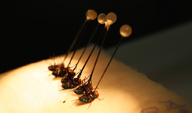 La proliferación de moscas del gusano barrenador ha requerido estrategias que ayuden a evitar su avance. Foto: COPEG