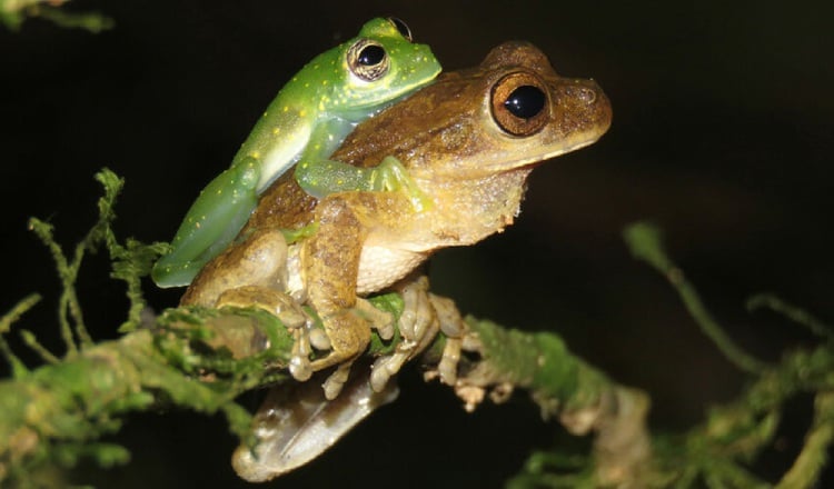 Amplexo entre un macho de la especie  'Sachatamia albomaculata' y otro de 'Smilisca sila'  observado al norte de Penonomé. Rogemif Fuentes