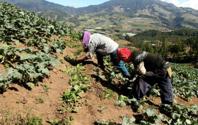 La Cámara de Comercio de Panamá indicó que es necesario establecer una estrategia nacional para el desarrollo del sector agro.