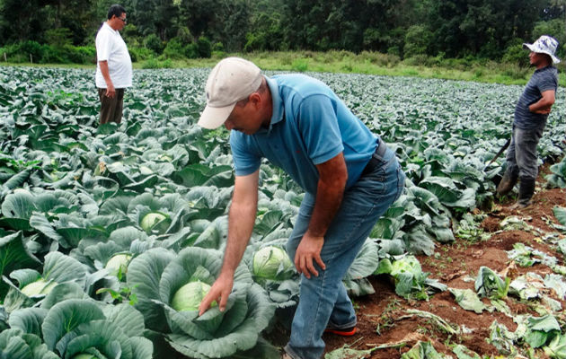 Está dirigido a mejorar la rentabilidad de las organizaciones de agricultores