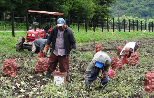 El sector productivo podría colapsar de no tomarse medidas urgentes.