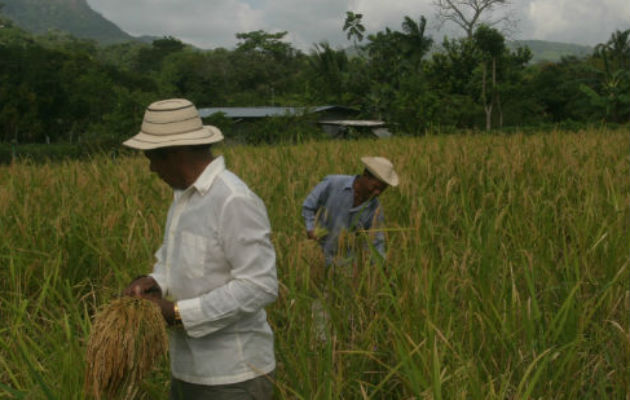 En el país se cuenta con programas de mejoramiento genético de arroz que generan y han generado tecnologías varietales adaptadas a las zonas arroceras.