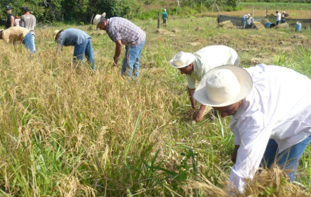 Productores agradecen al actual Gobierno pago de deuda atrasada, pero piden no descuidar la actual.