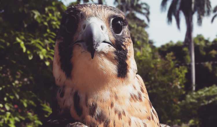 Esta es la historia de Montreal, un halcón peregrino que fue herido, pero fue rescatado por personal del Parque Municipal Summit.