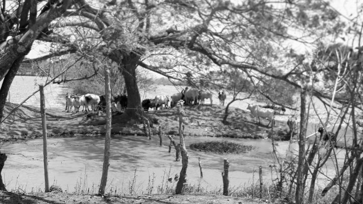 Cada vez es más frecuente el fenómeno de El Niño; nos quitará días de lluvia, necesitamos poner en acción los planes, desde productores, industriales y consumidores. Foto: Thays Domínguez. Epasa. 