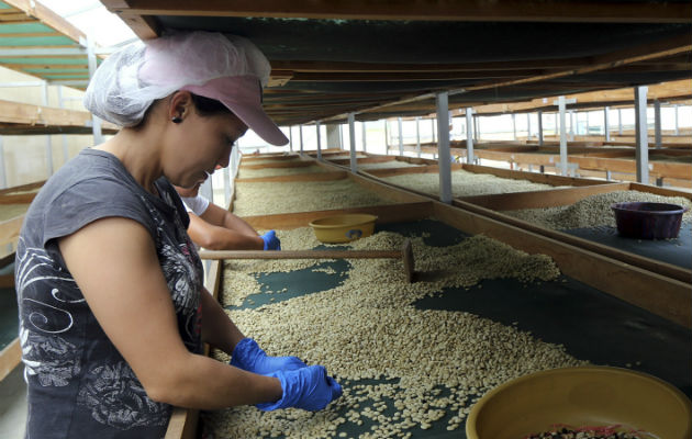 En 2018 el café especial geisha, la estrella de la producción cafetera de Panamá, se vendió a un precio récord de 803 dólares la libra. Foto/Efe