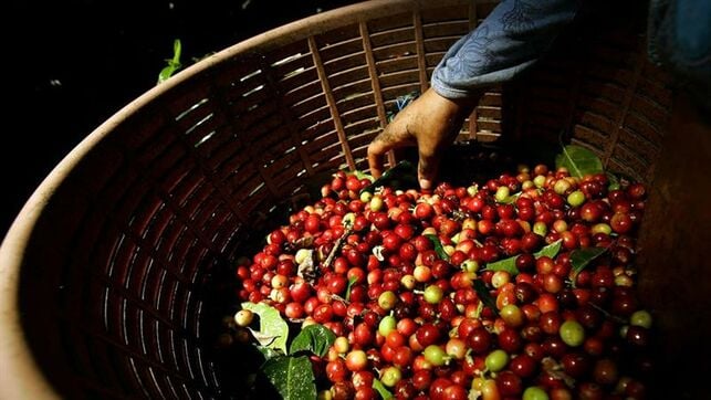 Chile busca incorporar nuevas innovaciones genéticas de plantas en Colombia. Foto/EFE