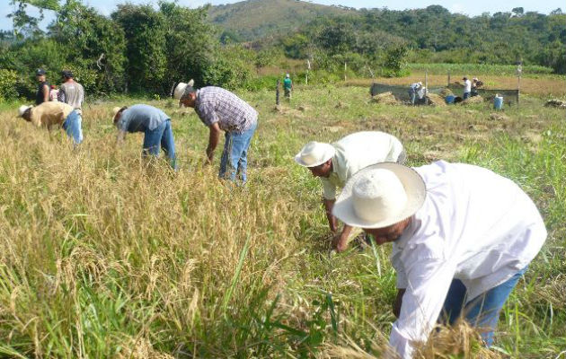 Cada día aumenta el número de productores de arroz que abandonan la actividad en Chiriquí. 