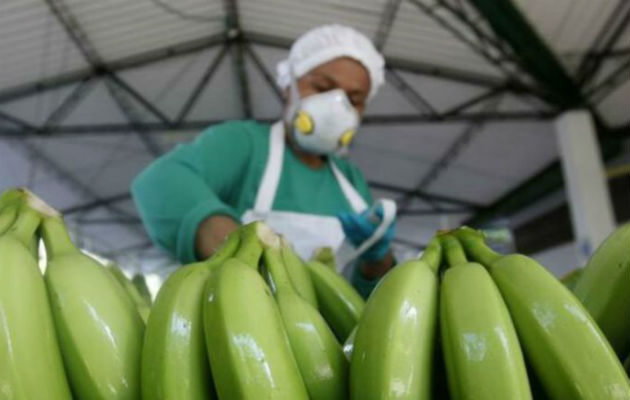 El banano es el principal producto de exportación a China. Foto: EFE.