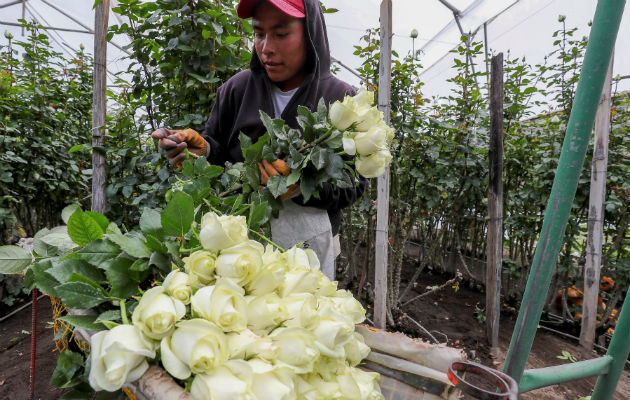 Se calcula que para San Valentín, entre el 50 % y el 60 % de las flores se exportan solo al mercado norteamericano.