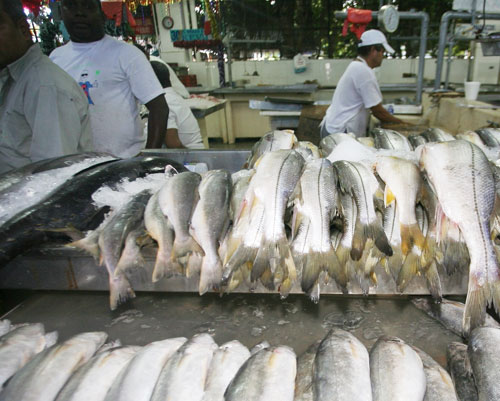 Venta de mariscos se mueve a paso lento en el Mercado | Panamá América