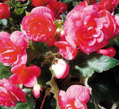 Las begonias, plantas de gran valor decorativo | Panamá América