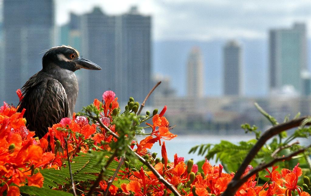 Resultado de imagen para aves en panama