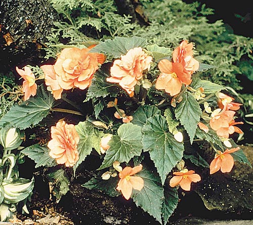 Las begonias, plantas de gran valor decorativo | Panamá América