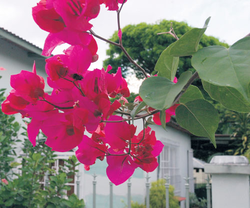 La belleza hecha flor | Panamá América