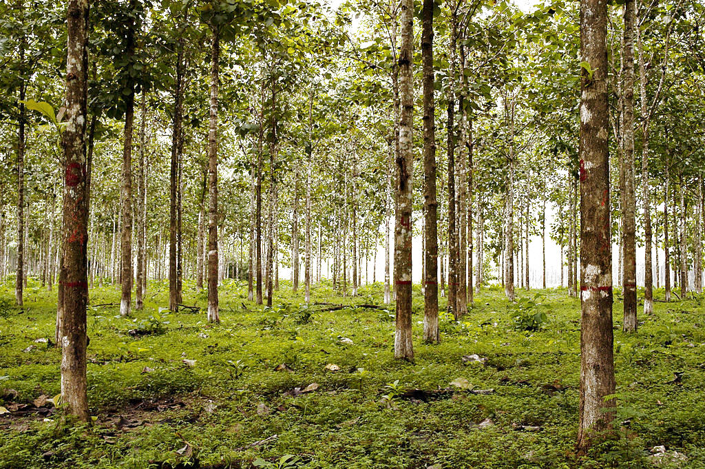 Inicia Inventario Forestal Y De Carbono En Todo El País Panamá América 8258