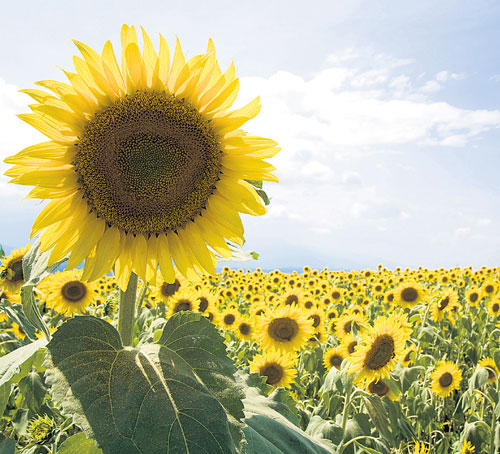 El girasol, una planta radiante que ilumina y embellece su hogar | Panamá  América