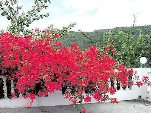 Flor del eterno verano | Panamá América