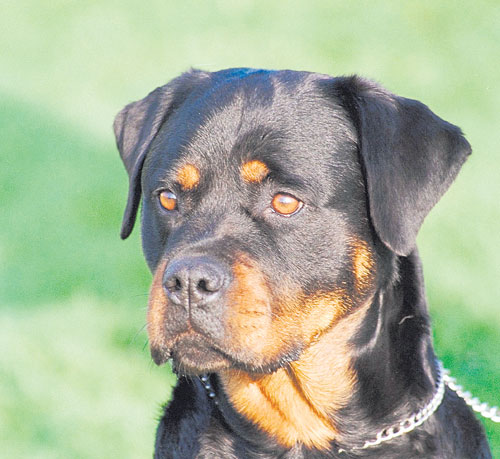 son rottweilers tranquilos