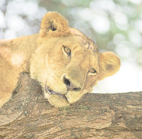 Un gran felino es el rey de la selva | Panamá América