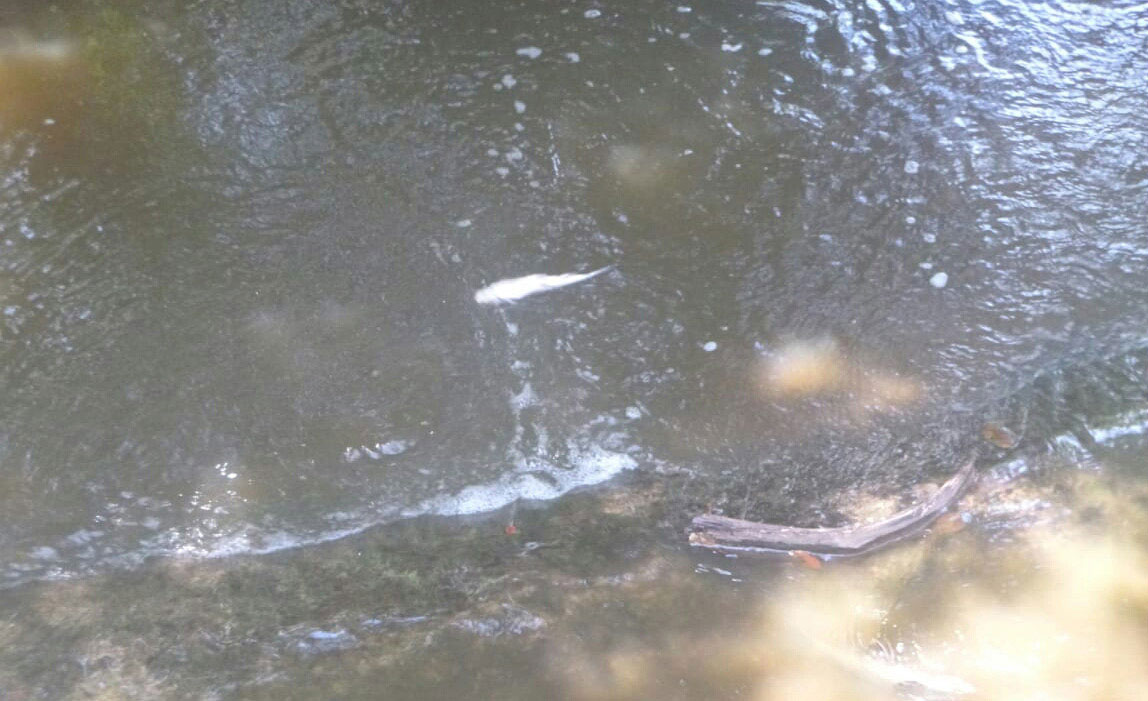 Las investigaciones a penas inician por lo que se realizan análisis a las muestras de agua recabadas en la quebrada, las cuales fueron enviadas a laboratorios en la ciudad capital. Foto/Thays Domínguez