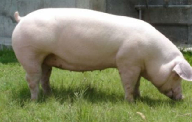 Максгро порода свиней характеристика фото