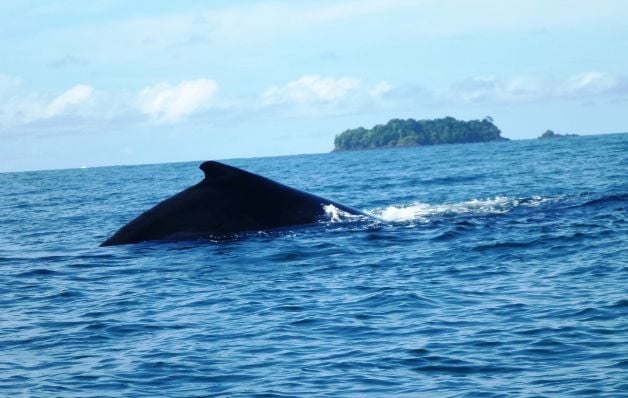 Coiba, un buen lugar para el avistamiento de cetáceos 