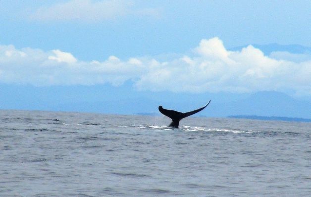 Coiba, un buen lugar para el avistamiento de cetáceos 