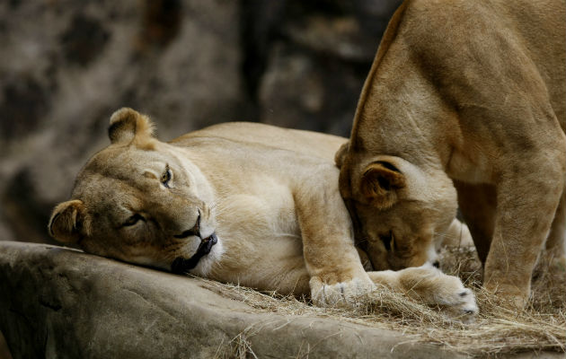 La población mundial de leones se ha reducido un 42 % | Panamá América
