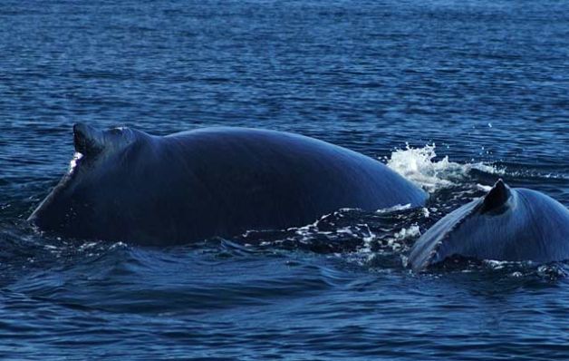 Golfo de Chiriquí, atractivo  sitio por su gran diversidad 