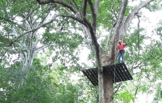 Panamá posee el canopy más largo a nivel regional    