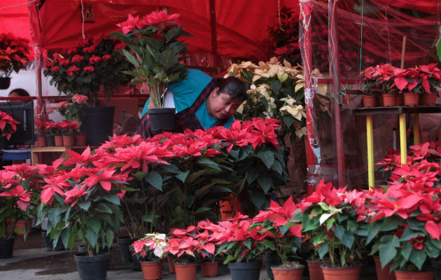 La flor de Nochebuena, la contribución mexicana a la Navidad | Panamá  América