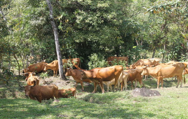 Las razas criollas se han adaptado favorablemente a las altas temperaturas, que enfrenta el país/Cortesía.