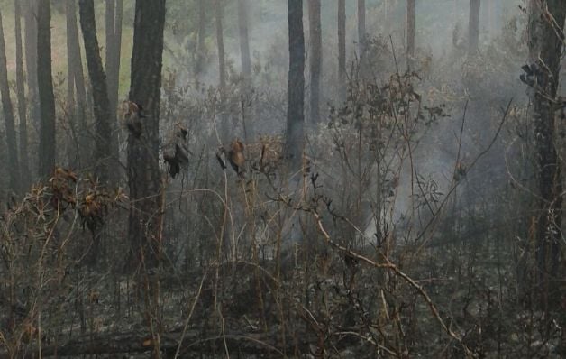 Un descuido provocó incendio forestal en reserva  La Yeguada 