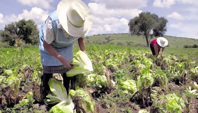 Los agricultores de Panamá han solicitado en reiteradas ocasiones más apoyo de las autoridades/Archivo.