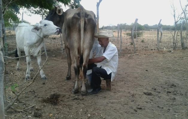 Actualmente, una vaca en esta región del país, puede estar produciendo entre 3 y 4 litros de leche.  / Foto Zenaida Vásquez 