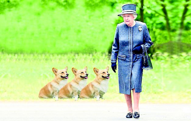 Los perros tienen un menú exclusivo  para cada can.